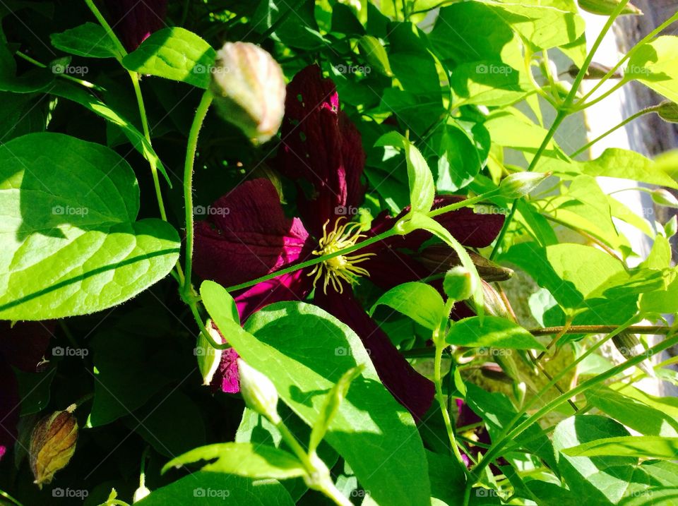 Beautiful purple clematis in the green leaves hiding