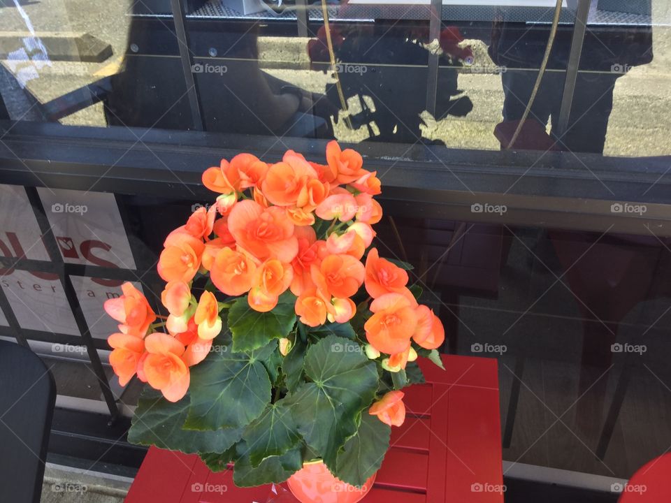 Begonias in Bloom in the Springtime 