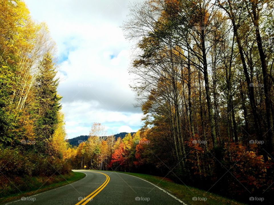 Fall tree scenery and road