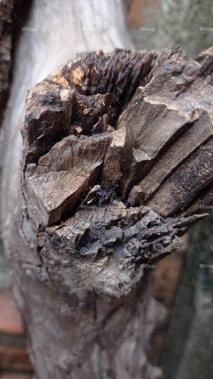 dry wood