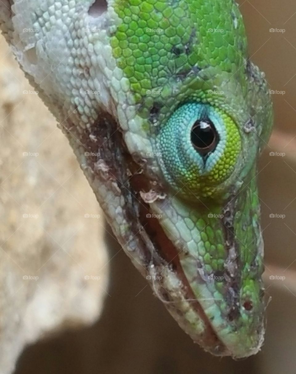Molting Green Anole