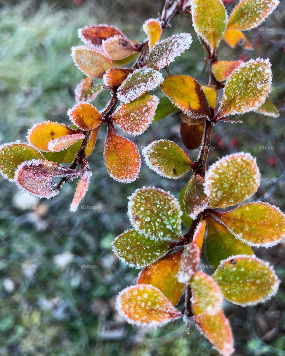 Frozen leaves