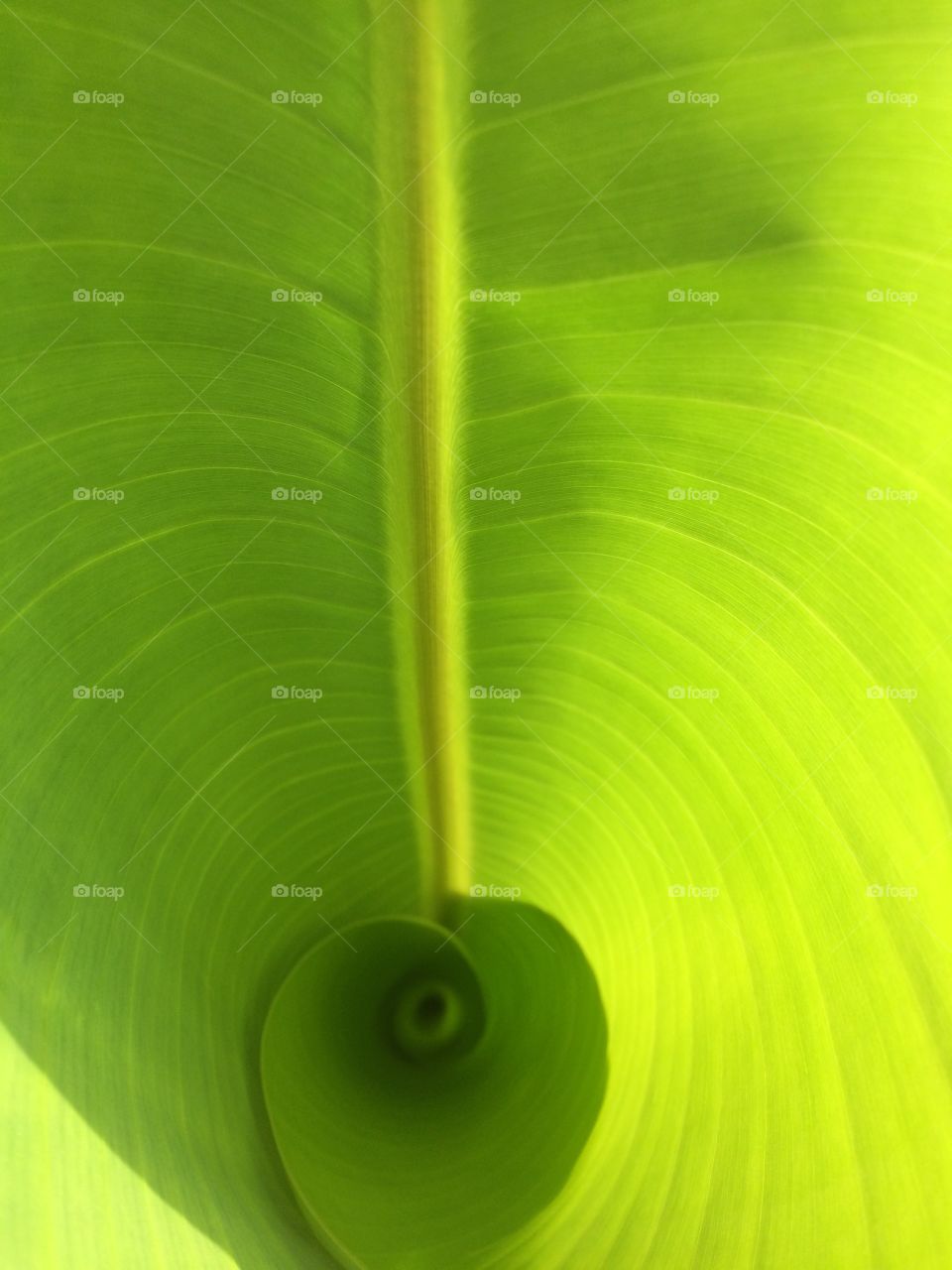 A banana tree leaf in a farm house