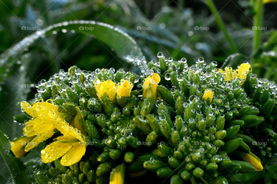 morning dew on broccoli plant