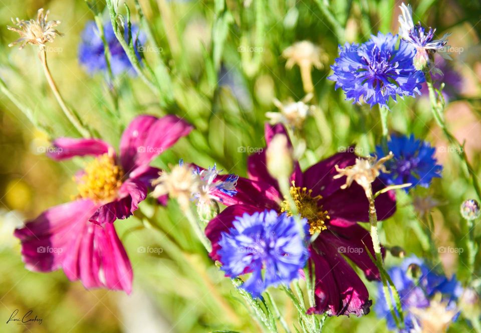 Bachelor Buttons and Cosmos