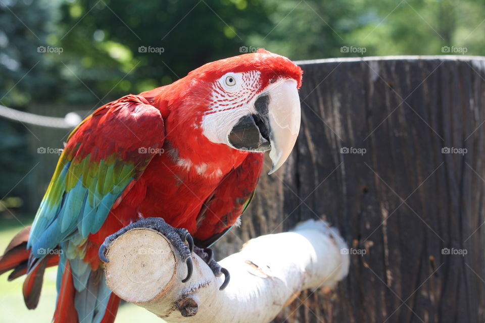 Curious macaw