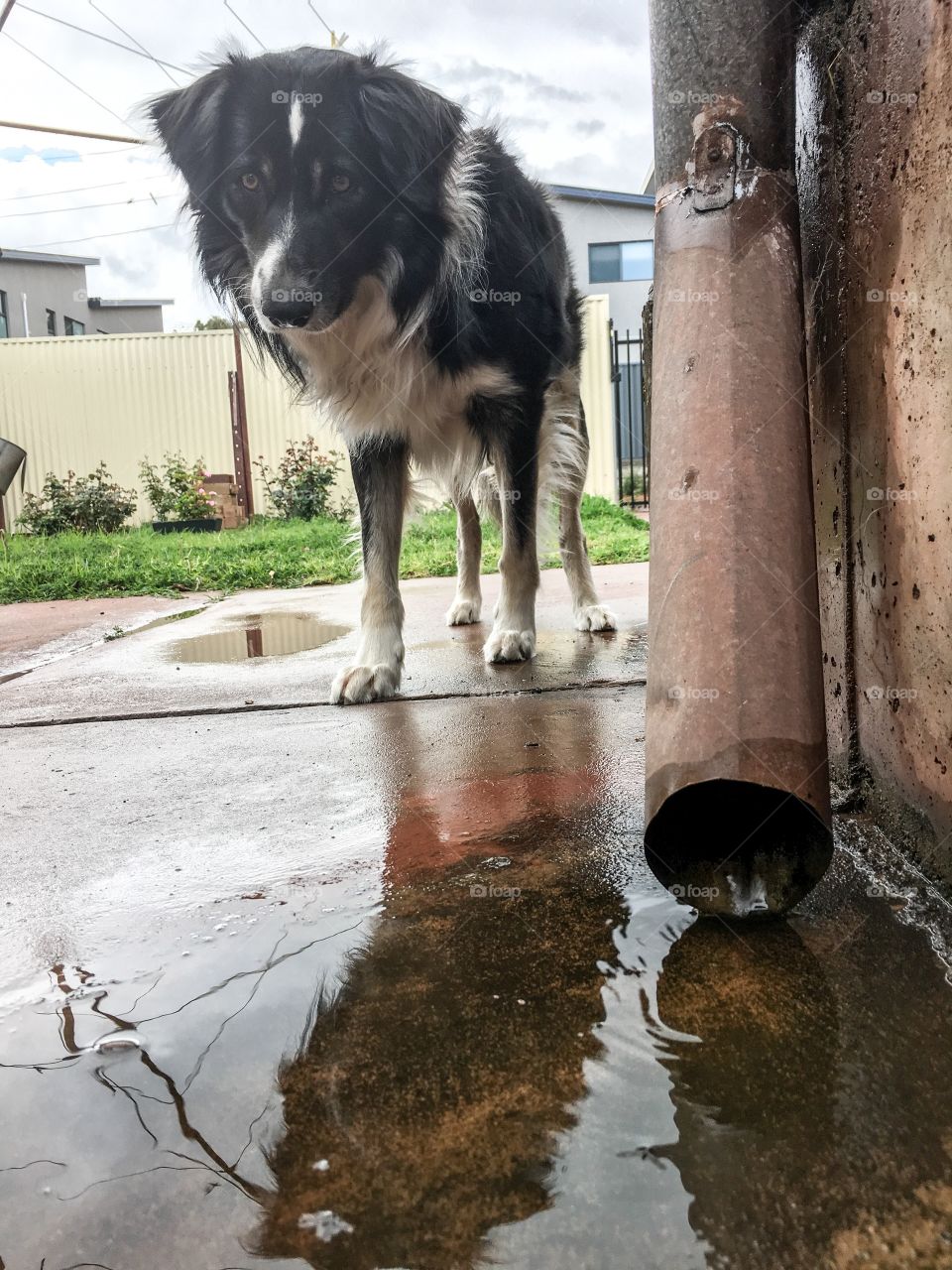 Border collie sheepdog seeing his reflection in puddle