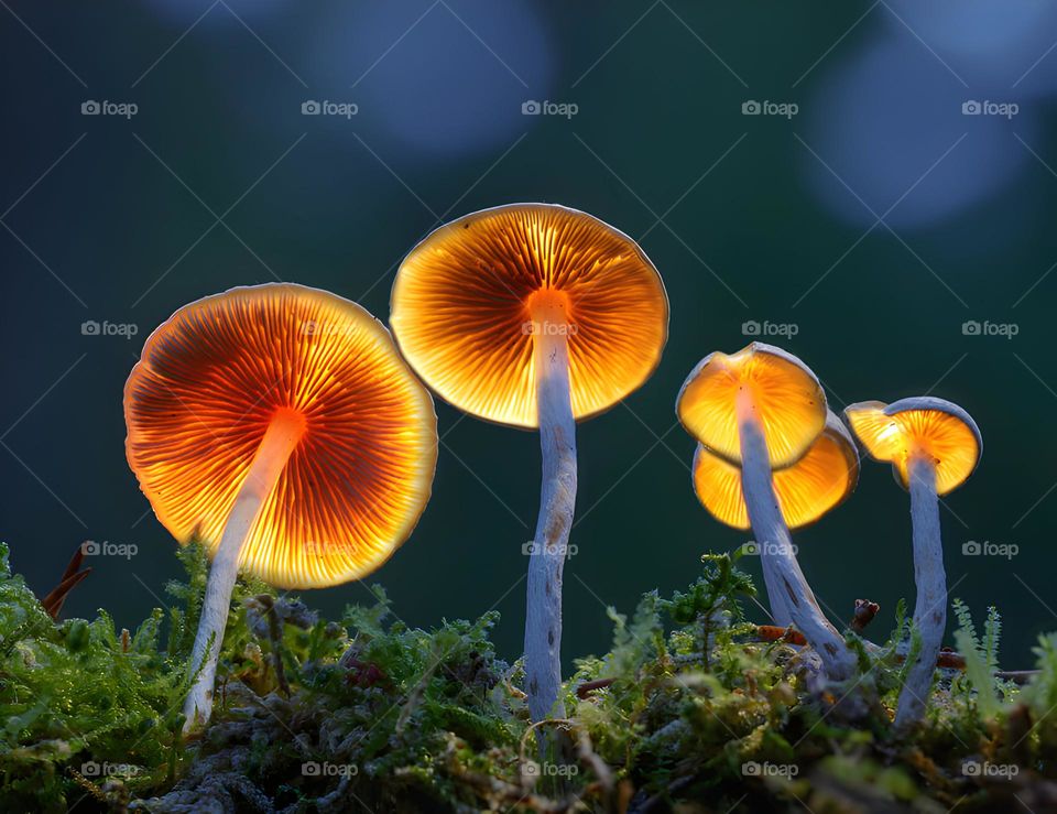 world best mushroom 🍄