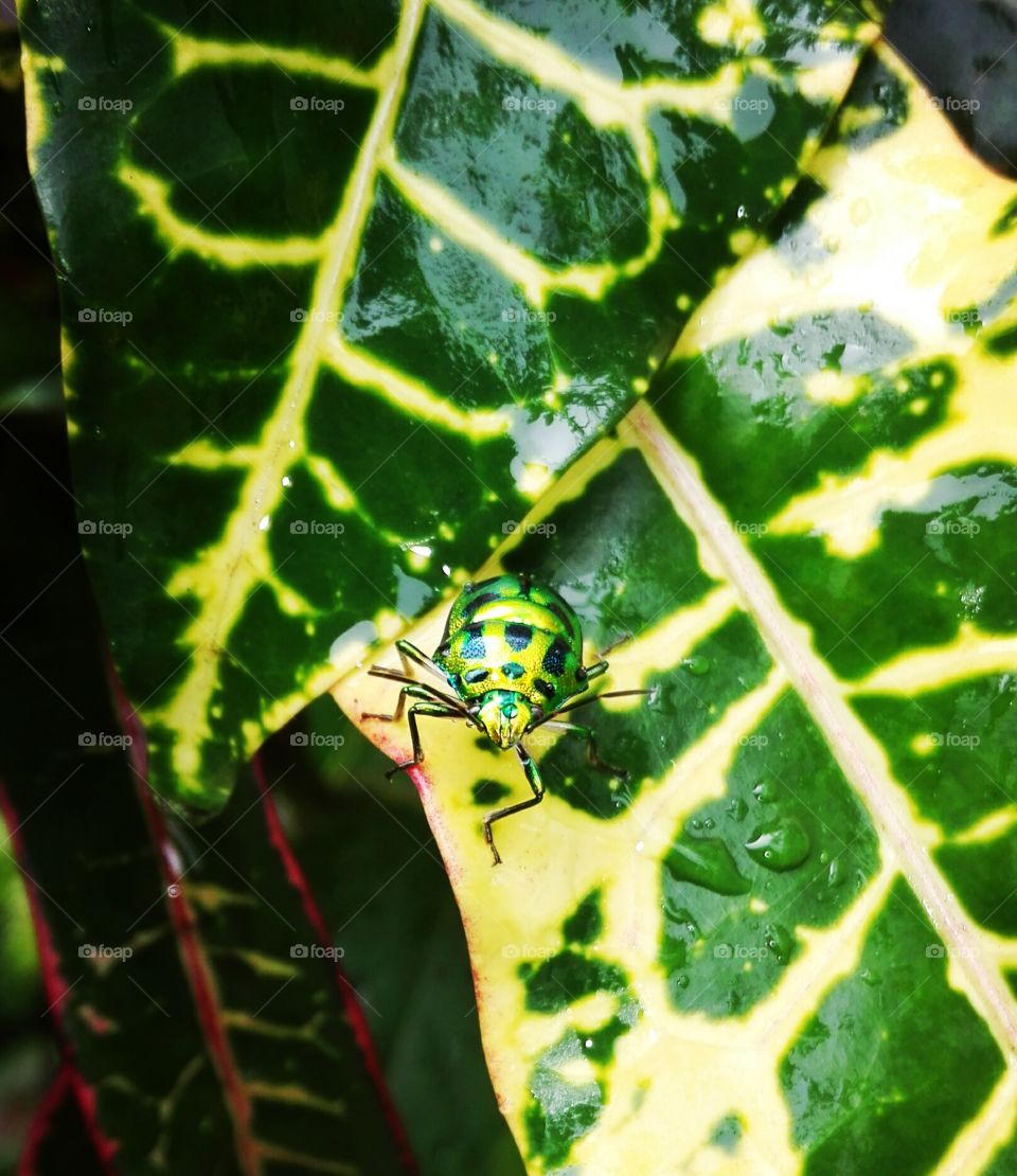 Beauriful...colourfull beetle...