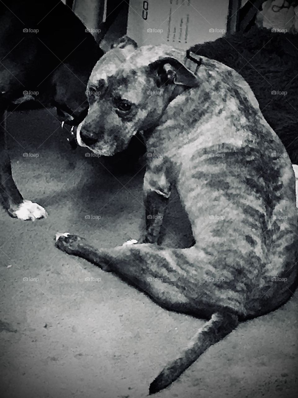 A pitt bull named Diva. She is merely sitting in the living room while her buddy named Grayson is checking things out.