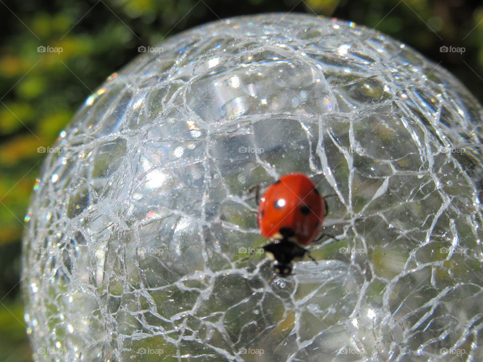 Ladybird on a garden solar light