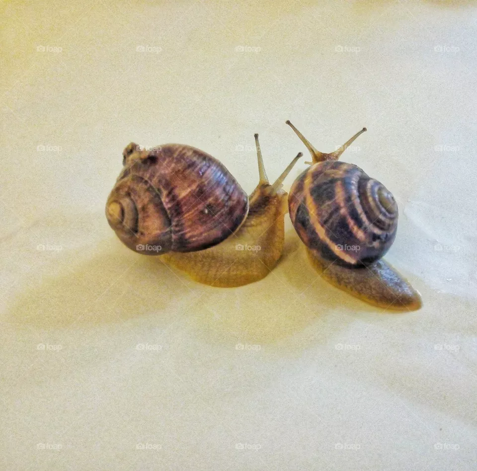 Улитки Snails