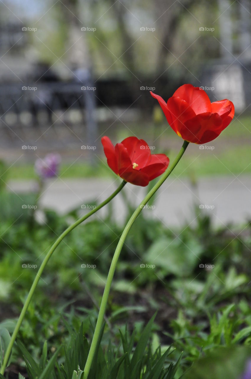 Two red tulips