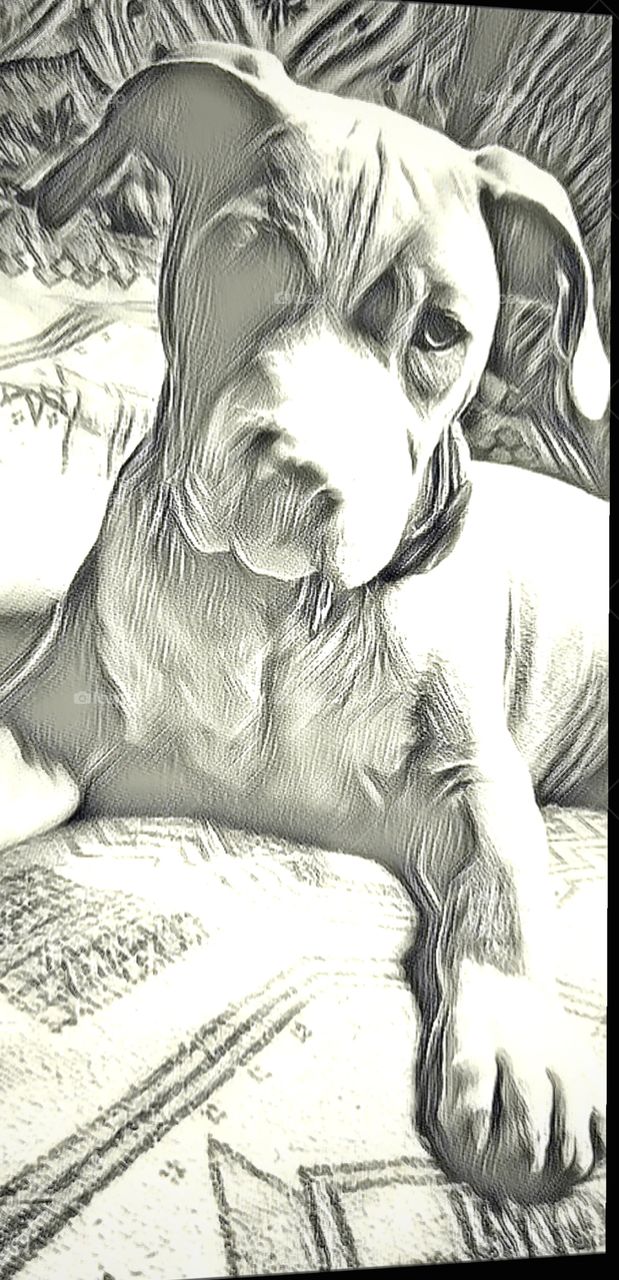 determination  puppy cute paws