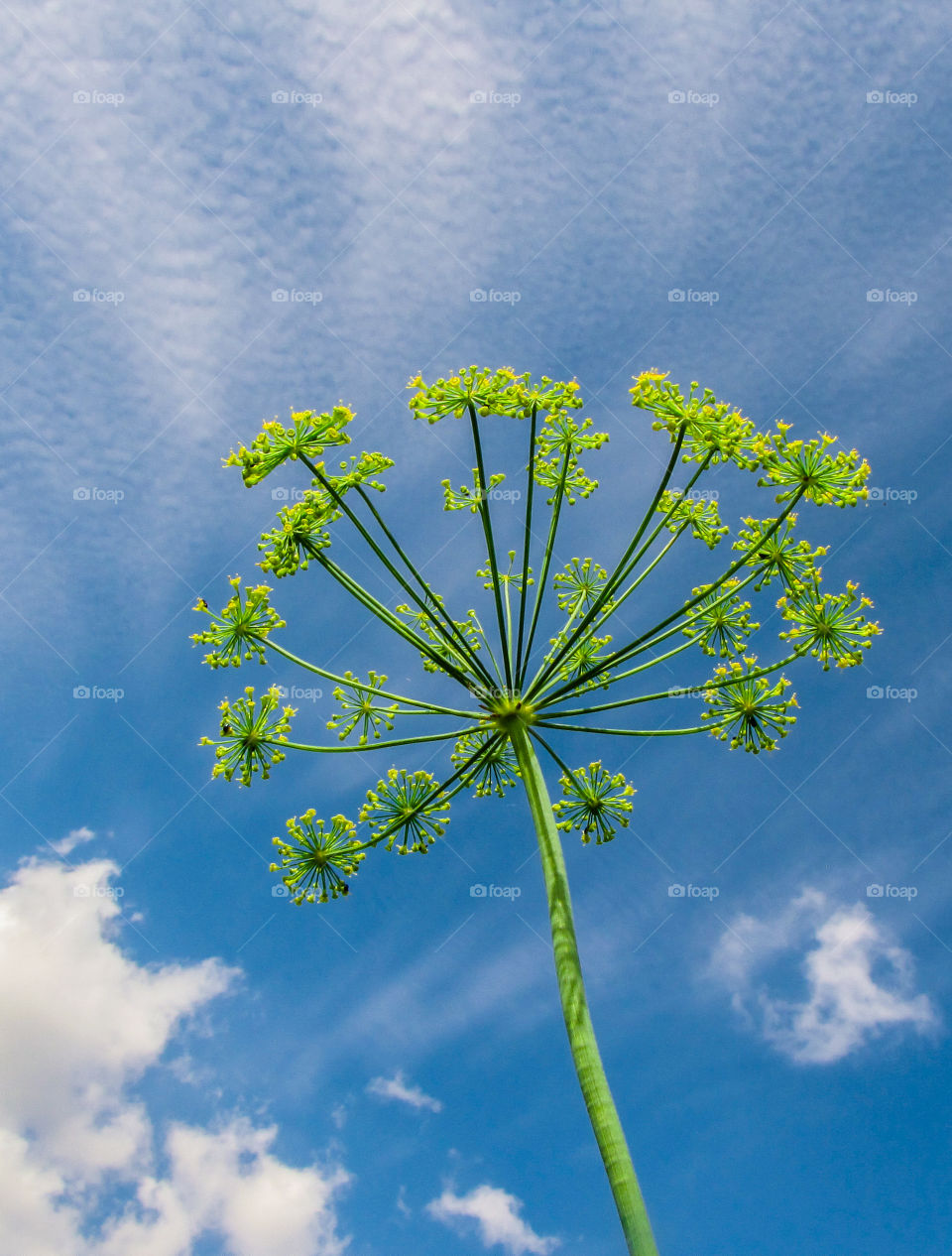 anthriscus sylvestris also know as cow parsley on blue sky whit white clouds