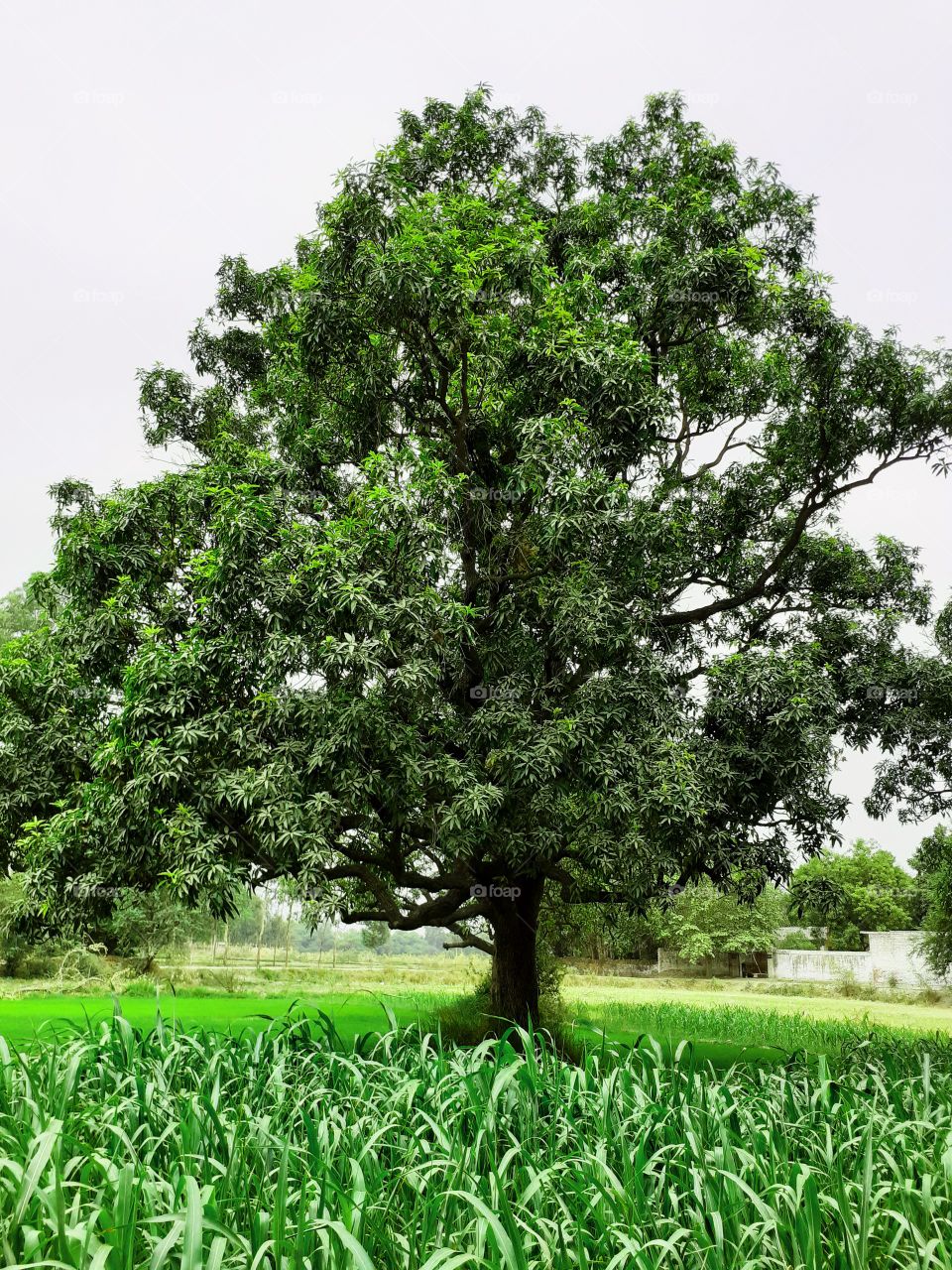 This is A Mango tree(this tree Available in india)