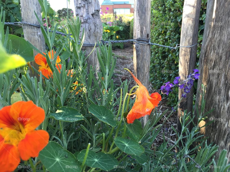 Cress in lovely colors growing by the old wooden fence