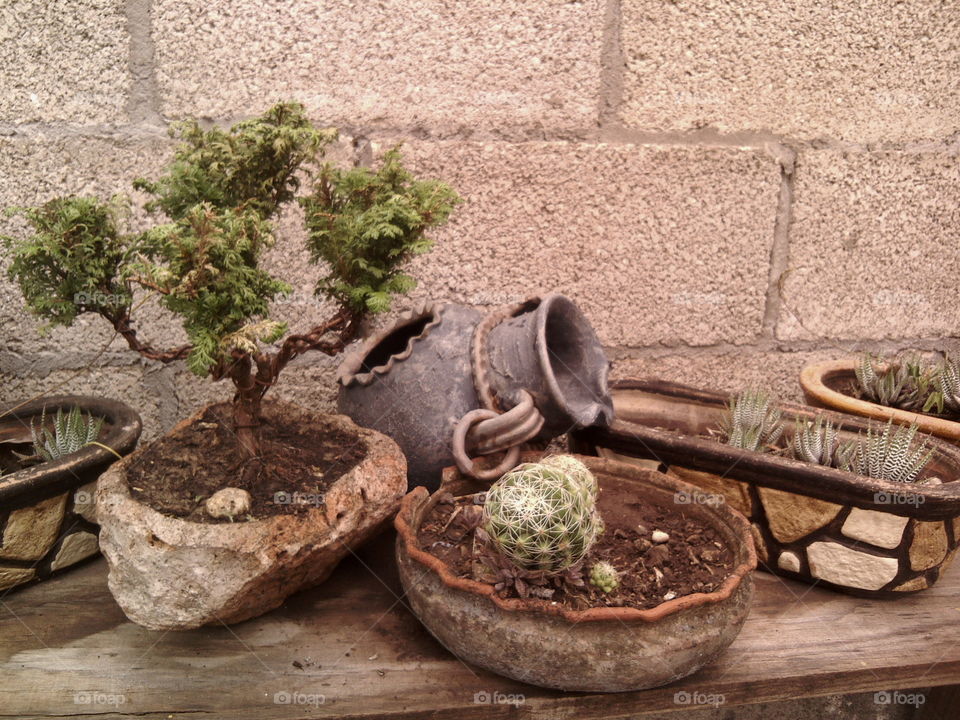 Plants in amazing pots