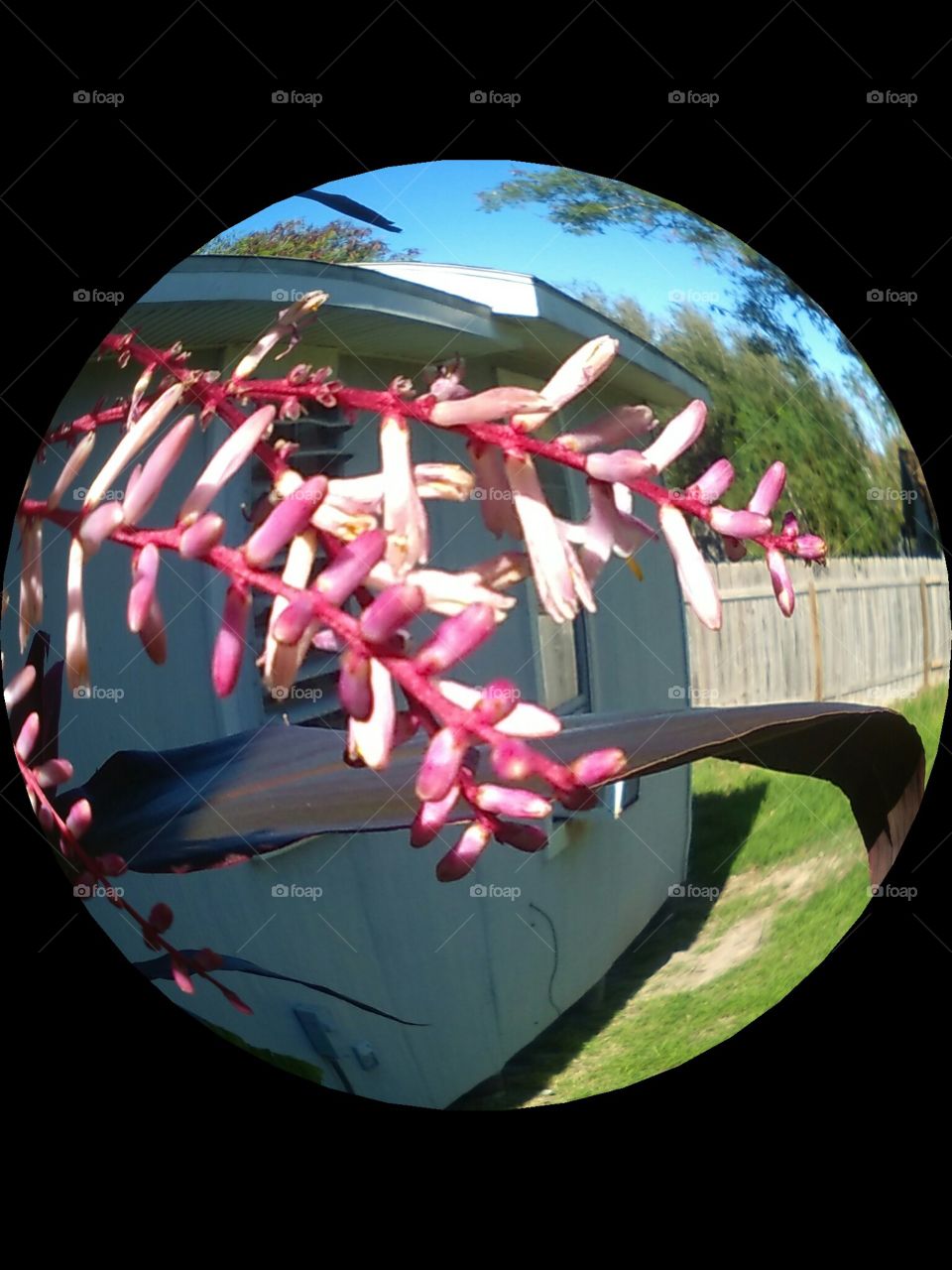 Tea Tree Pink Blossom