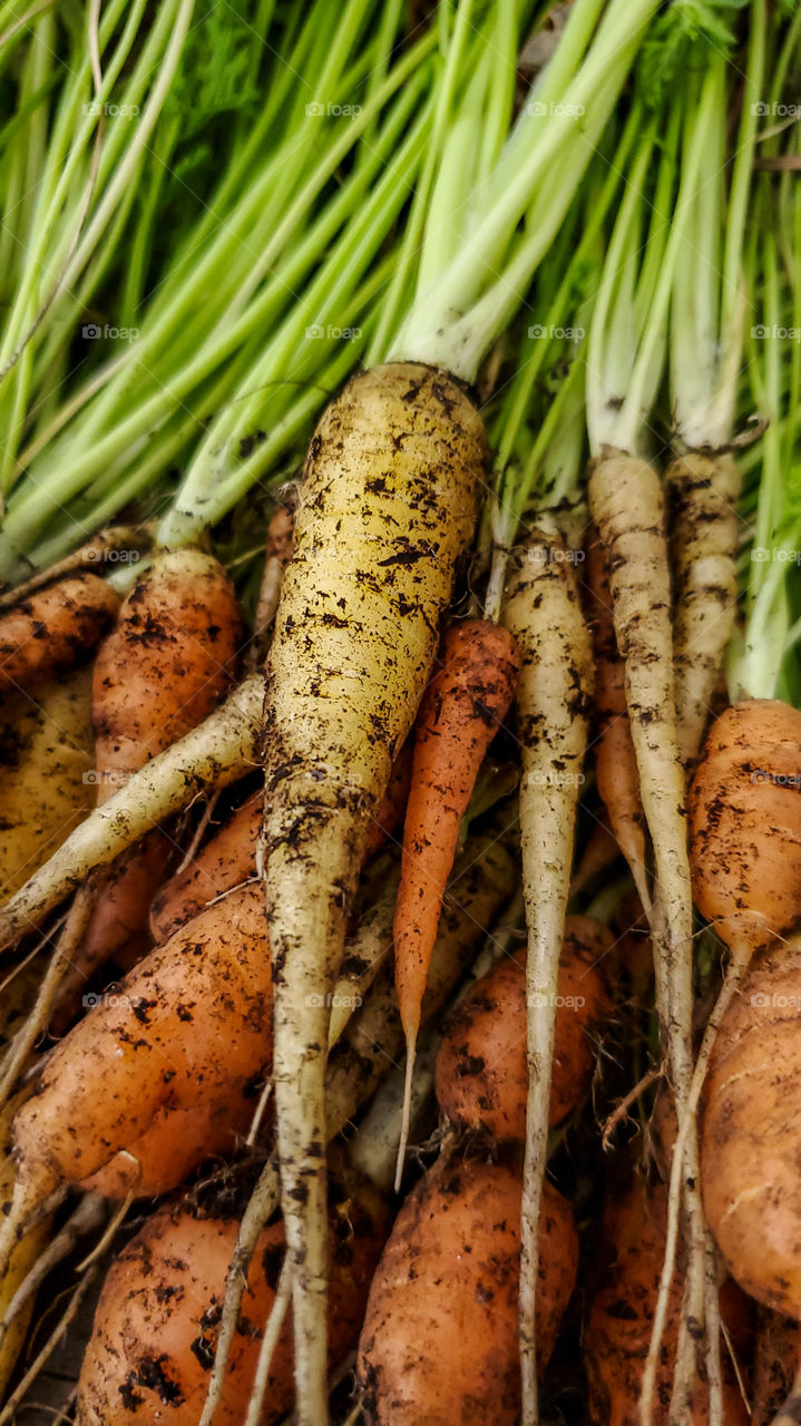 Home grown carrots.  Harvest time for Kaleidoscope carrots.