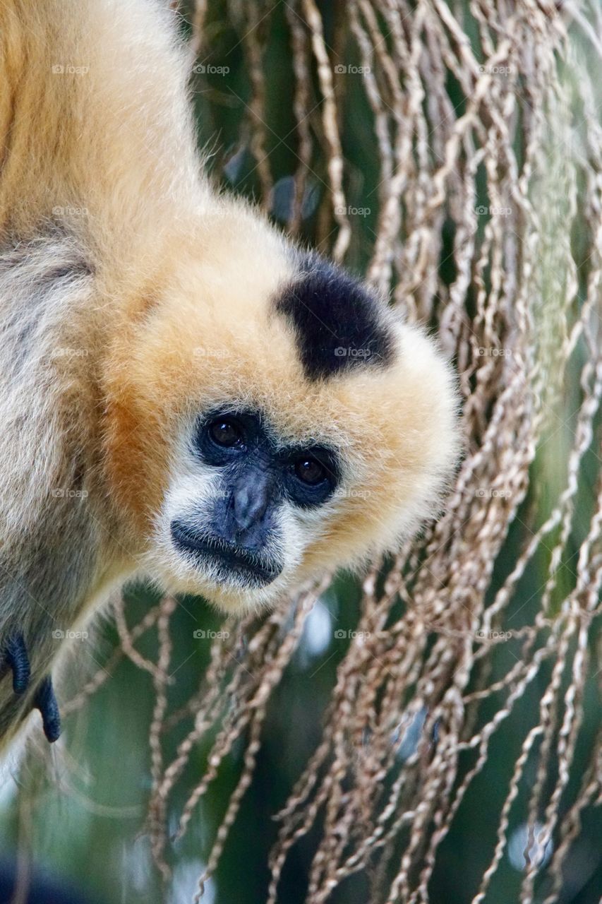 White cheeked gibbon (female)