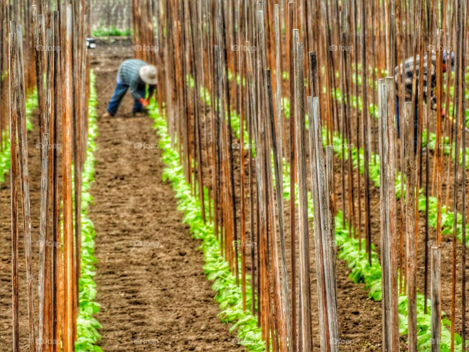 Planting Beans In An Organic Garden