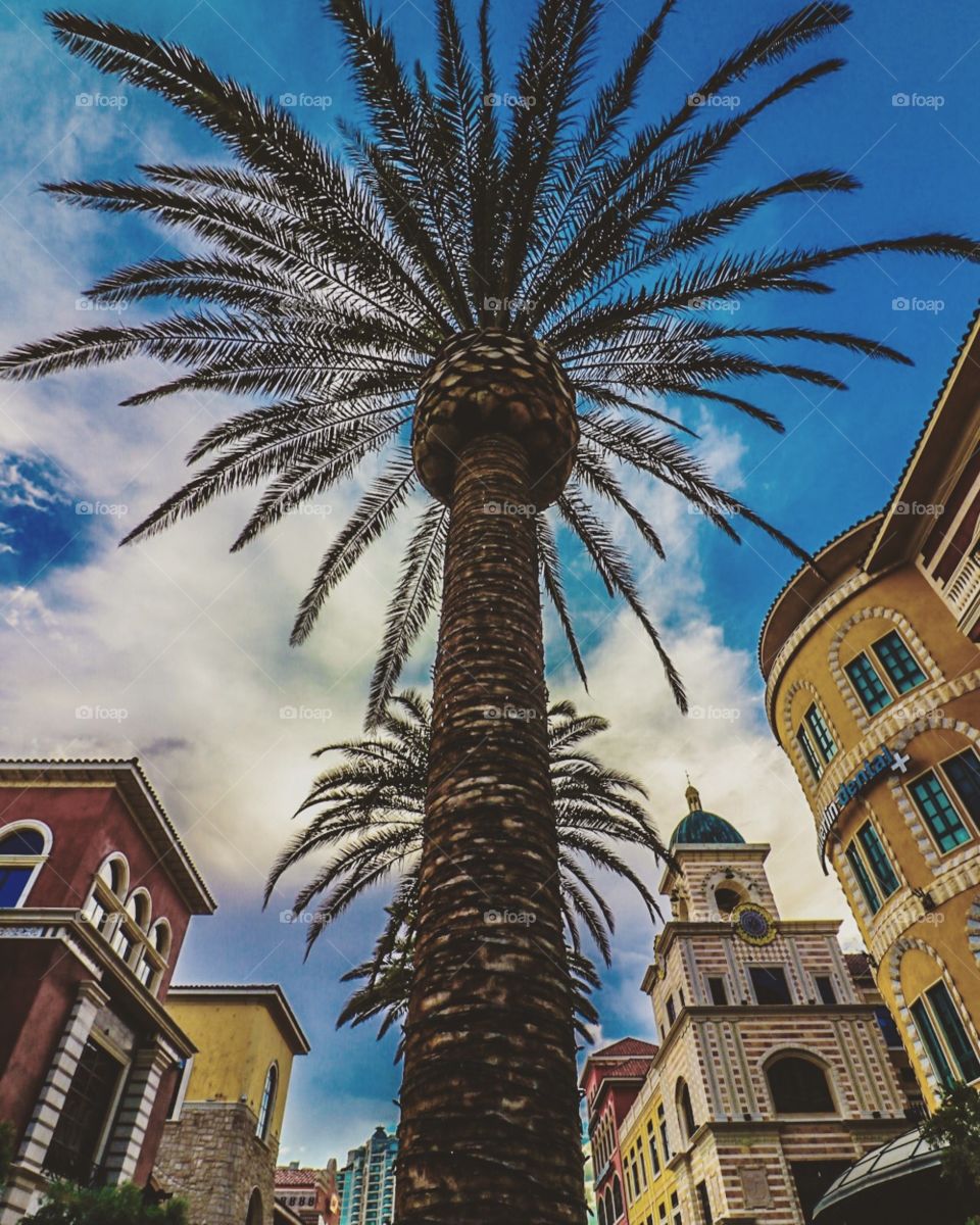 #palmtree #downtown #photo #explore #photography #city  #creative 