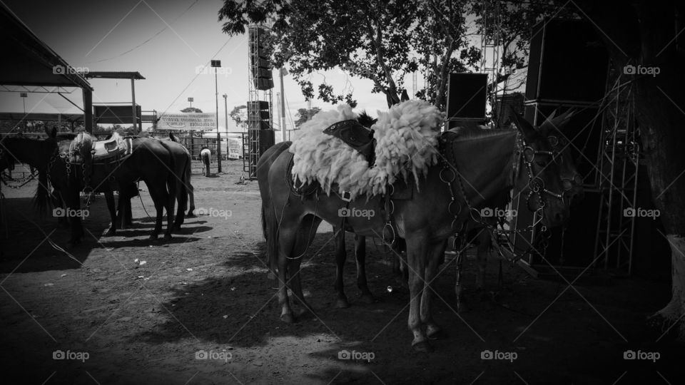 Tropa... burros e cavalos.