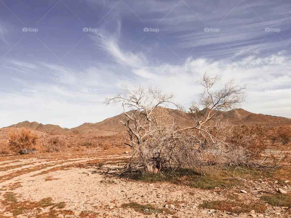 Dry land 🌵
