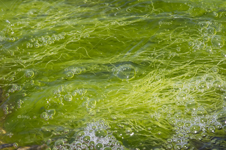 Green seaweed algae in water