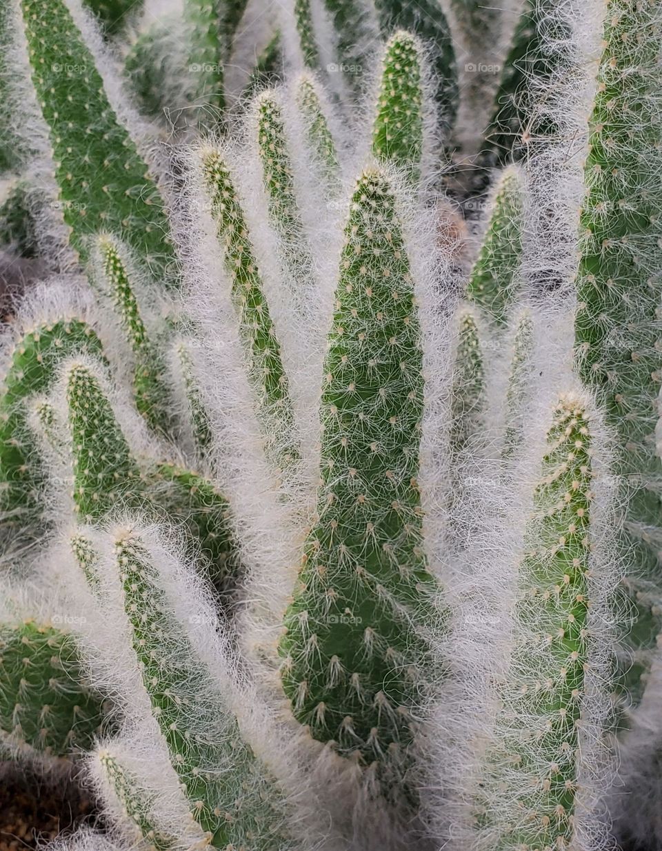 Succulent Cacti in Garden