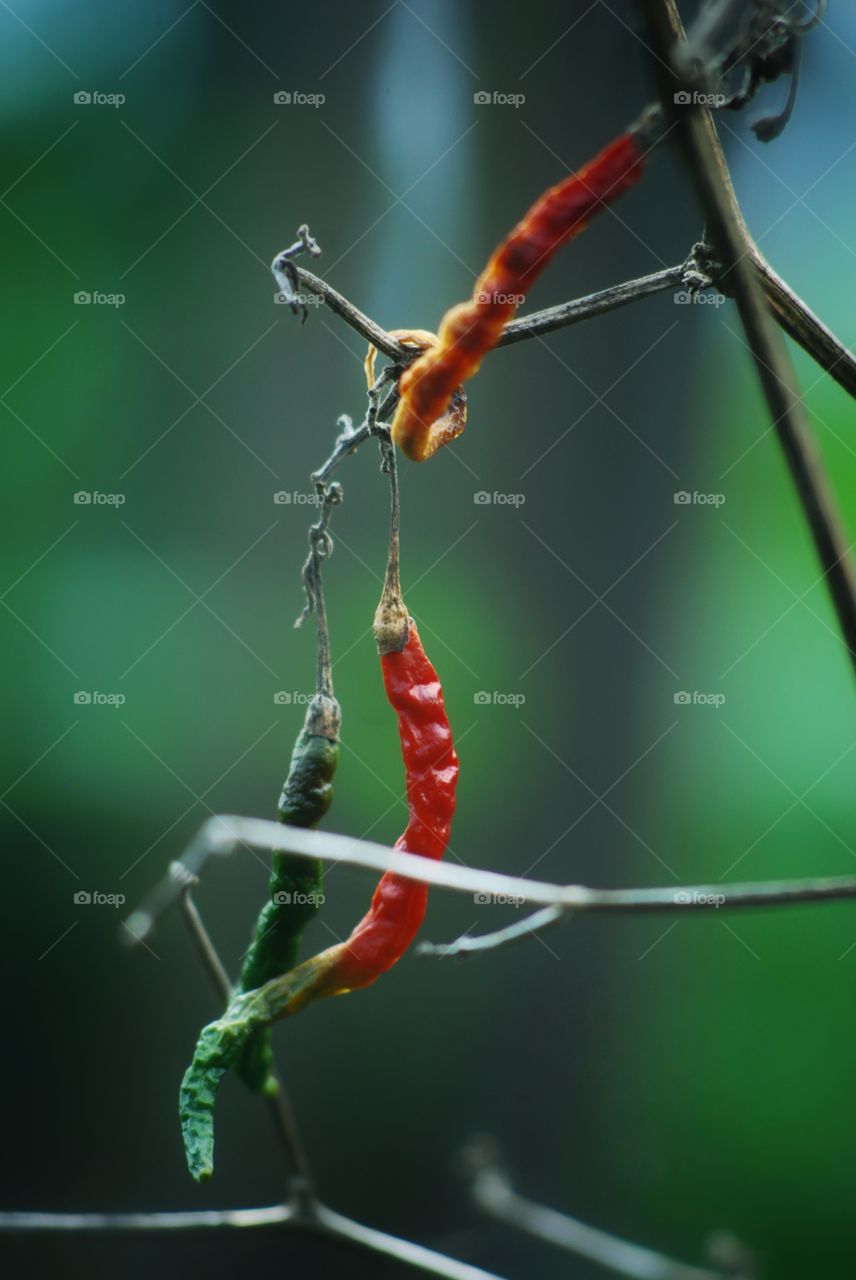 red chili papers from indonesia