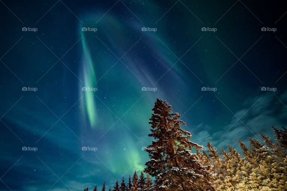 Northern lights dancing above a forest in rural Alberta.