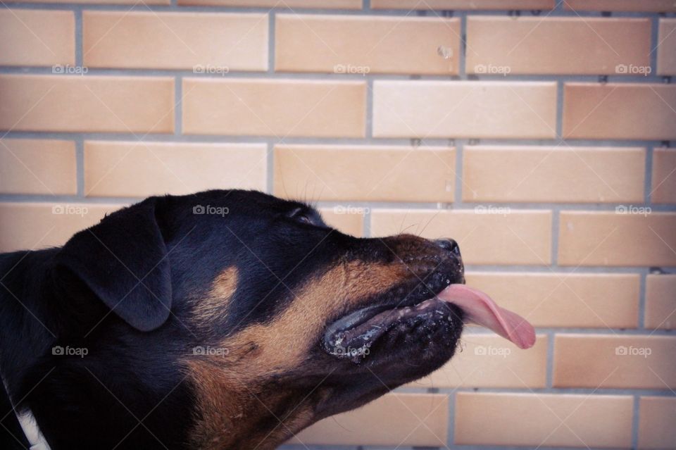 Rottweiler drinking the last drops of water from an old faucet