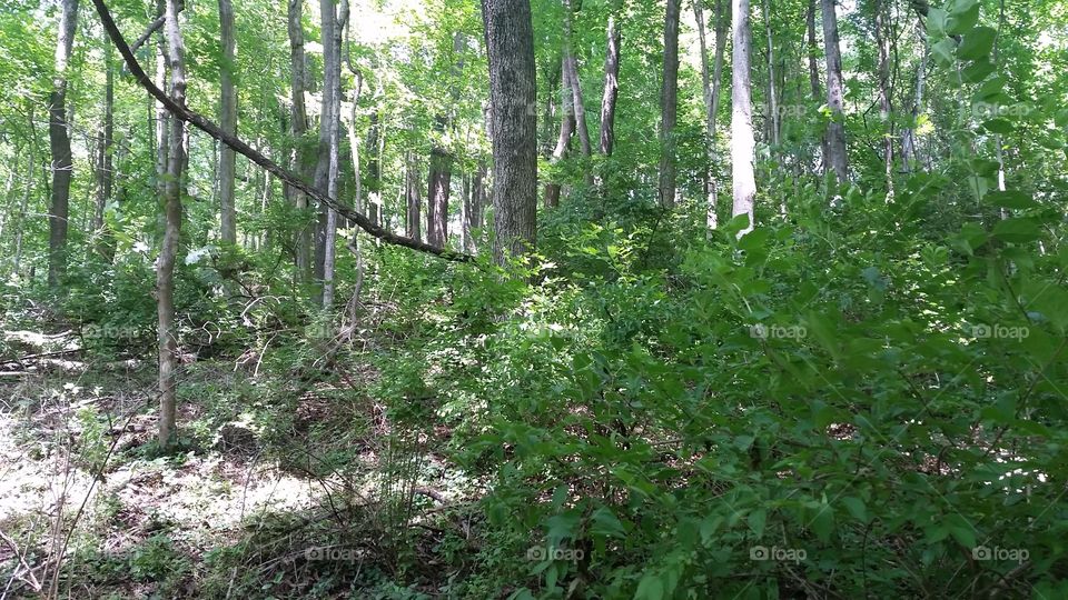 Wood, Landscape, Nature, Leaf, Tree