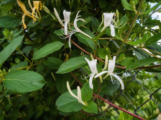 Climbing honeysuckle blooms. White flowers.