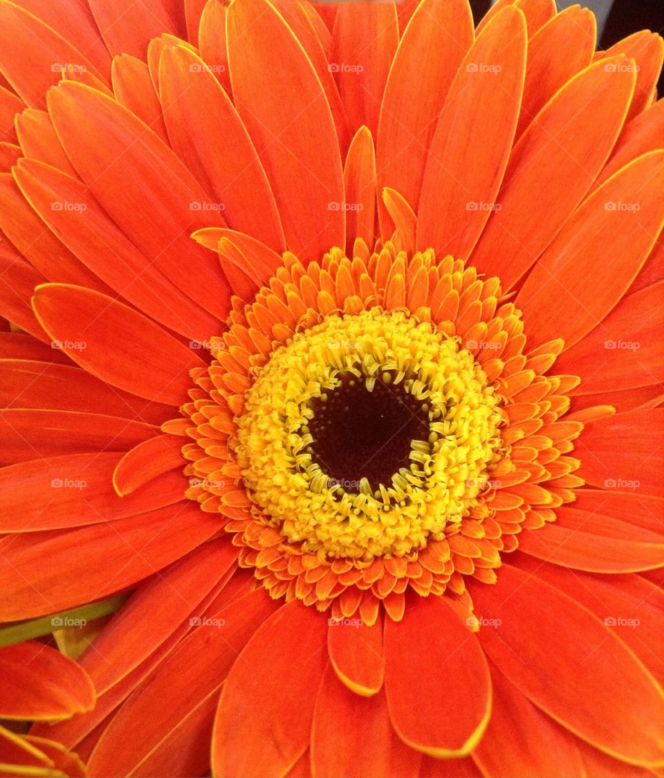 Close up of an orange flower in a bouquet. 