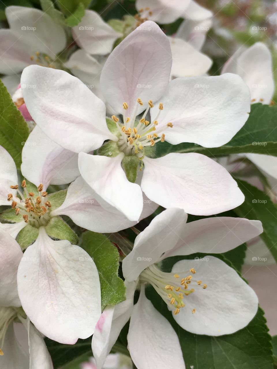 flowers of an Apple