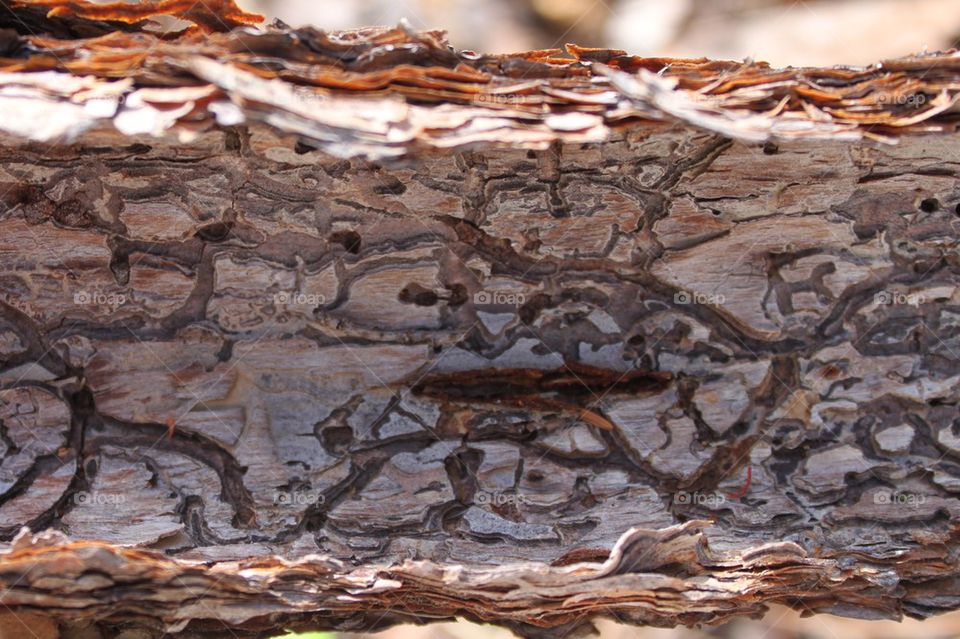 Bark beetle tracks
