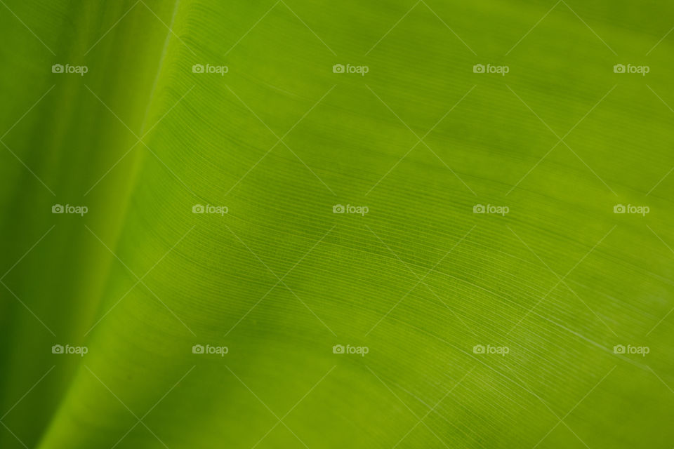 Nature Leaf Textured