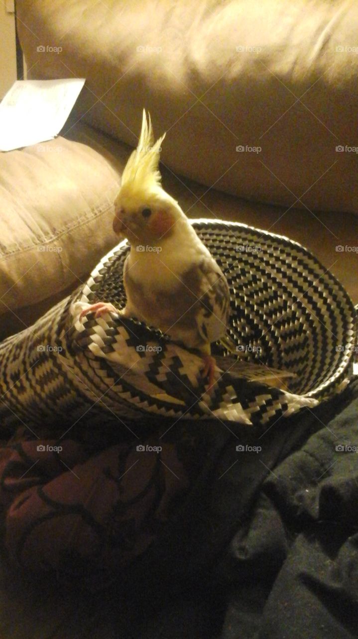 Sidney . my cockatiel in my bag