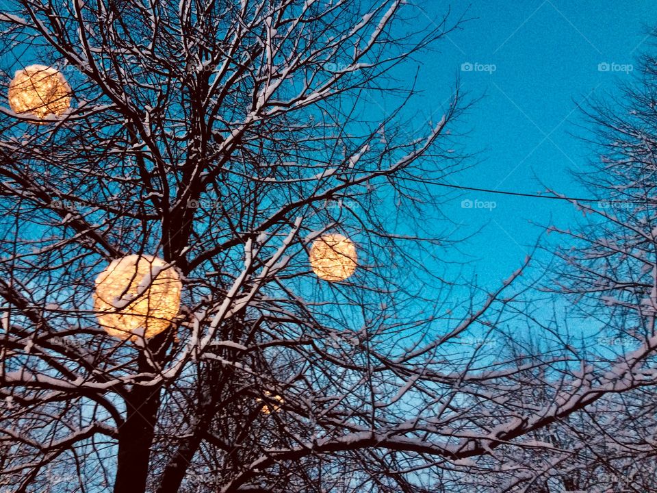 Round shaped lights in snowy tree braches