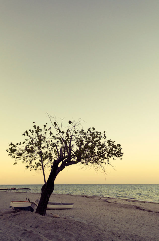 landscape tree autumn sea by grifind
