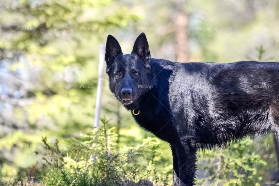 A black German Shephard looking at camera. Standing in the forest