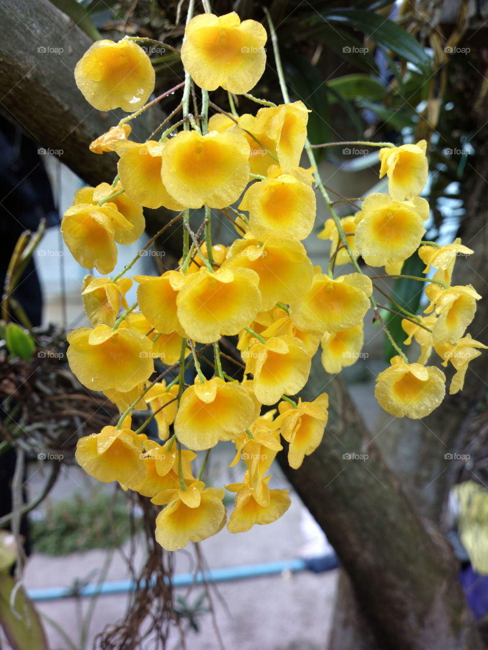 orchid in my garden