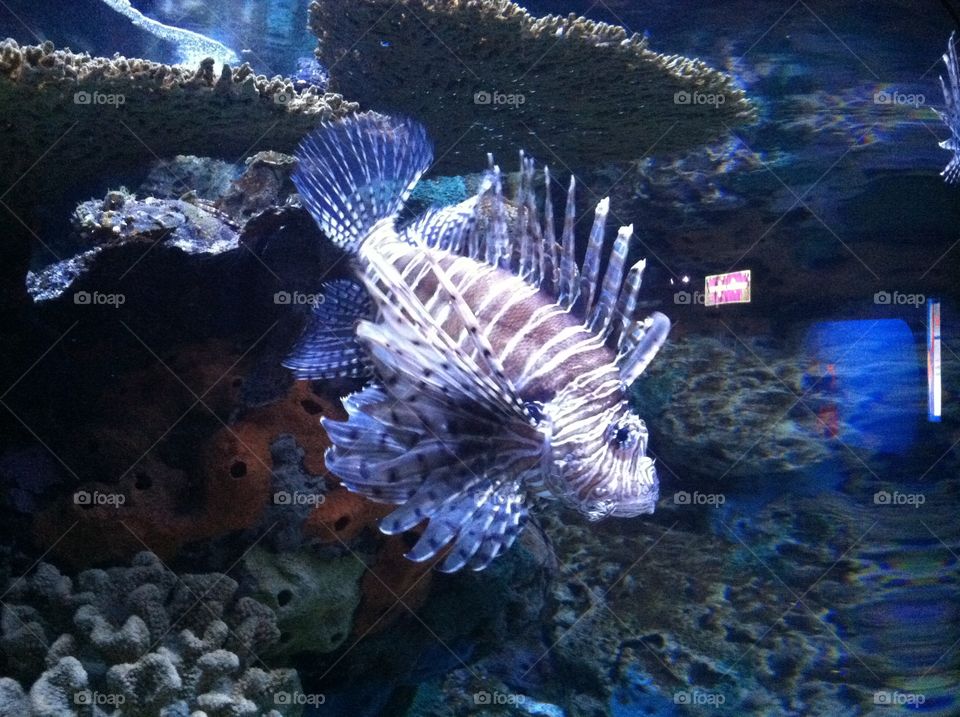Lion fish showing its strips 