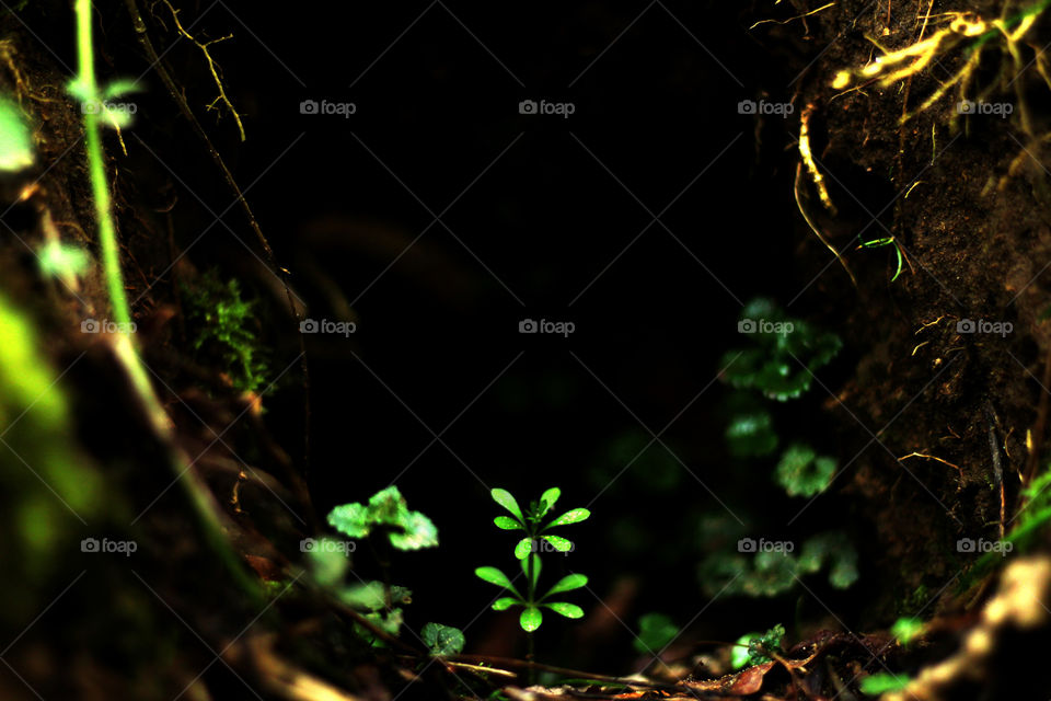 This is a image of a rabbit hole. One small plant is growing in it. I really like the complexity of the leaves and how it contrasts against the darkness of the hole behind