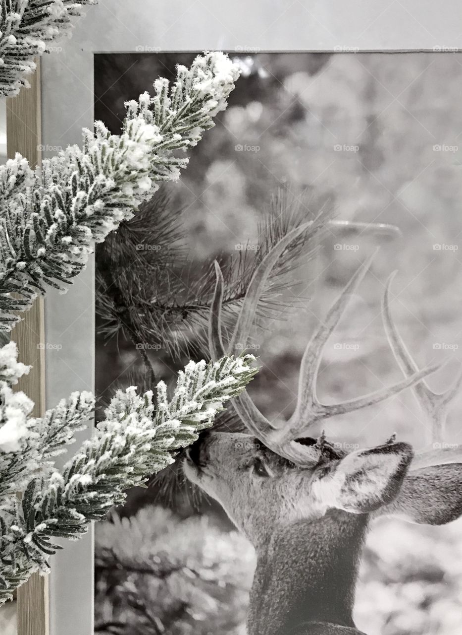 Picture of a deer and pine tree 