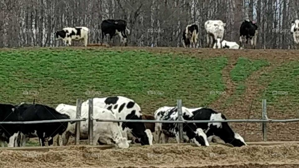 Cow, Cattle, Agriculture, Livestock, Farm