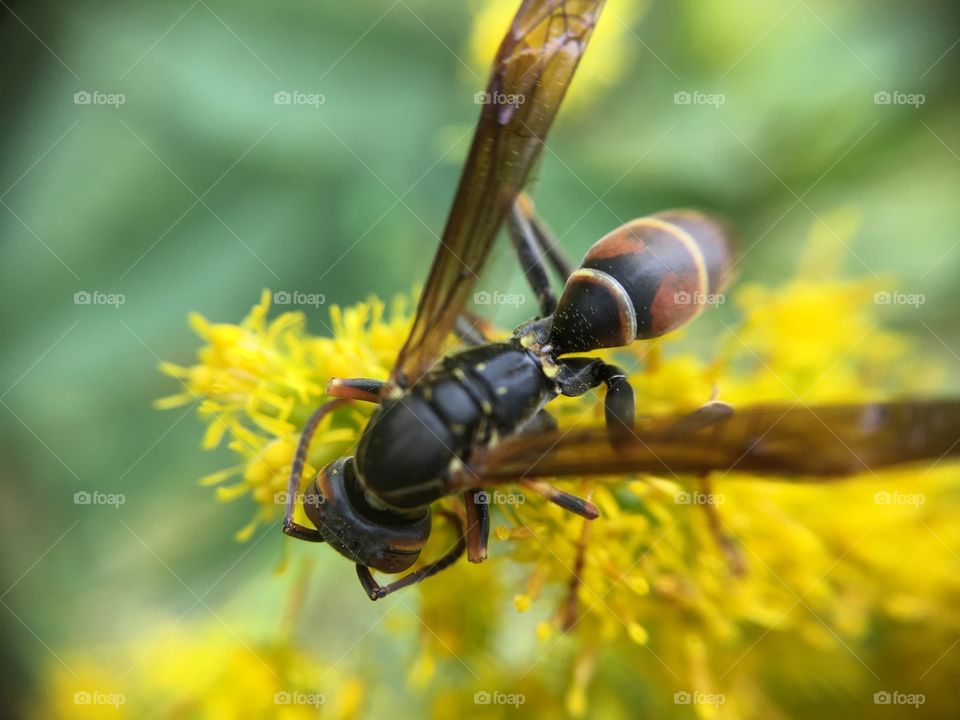 Wasp closeup